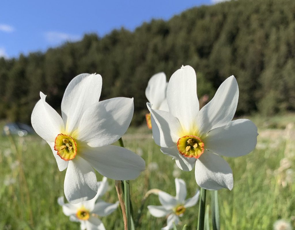 The poet’s narcissus, the national flower of Andorra