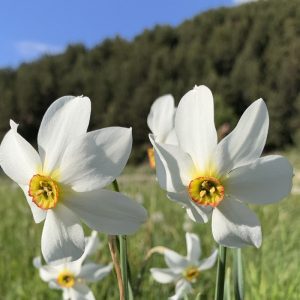 The poet’s narcissus, the national flower of Andorra
