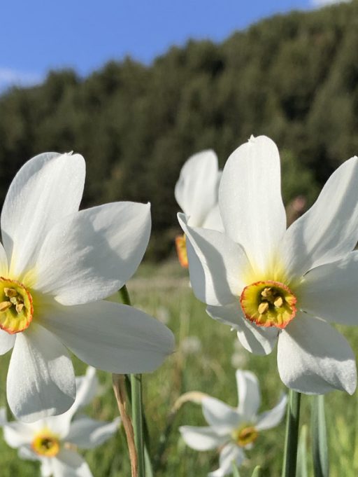 Le narcisse des poètes, la fleure nationale d’Andorre