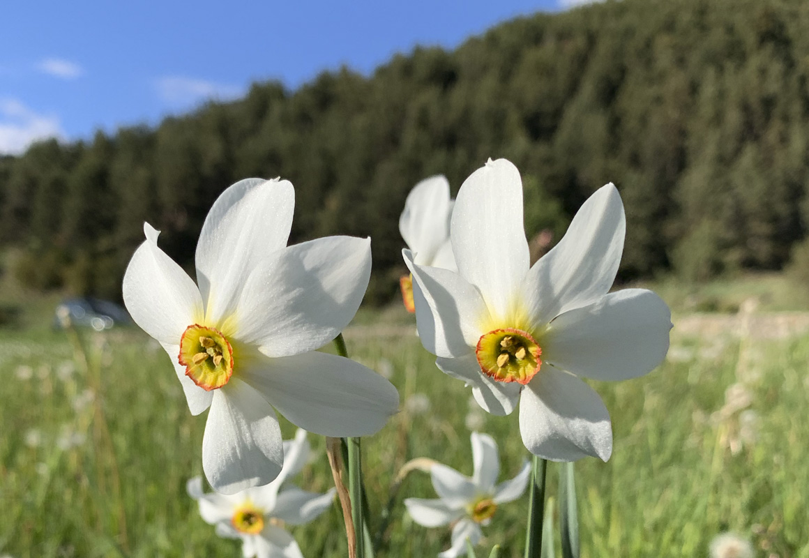 Le narcisse des poètes, la fleure nationale d’Andorre