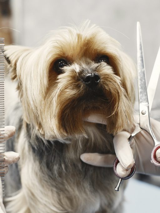 Les chiens ont aussi leur place à illa Carlemany