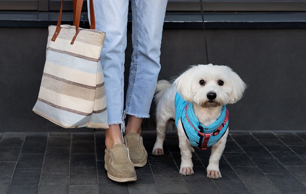 Les chiens ont aussi leur place à illa Carlemany !￼