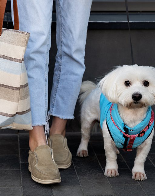 Les chiens ont aussi leur place à illa Carlemany !￼