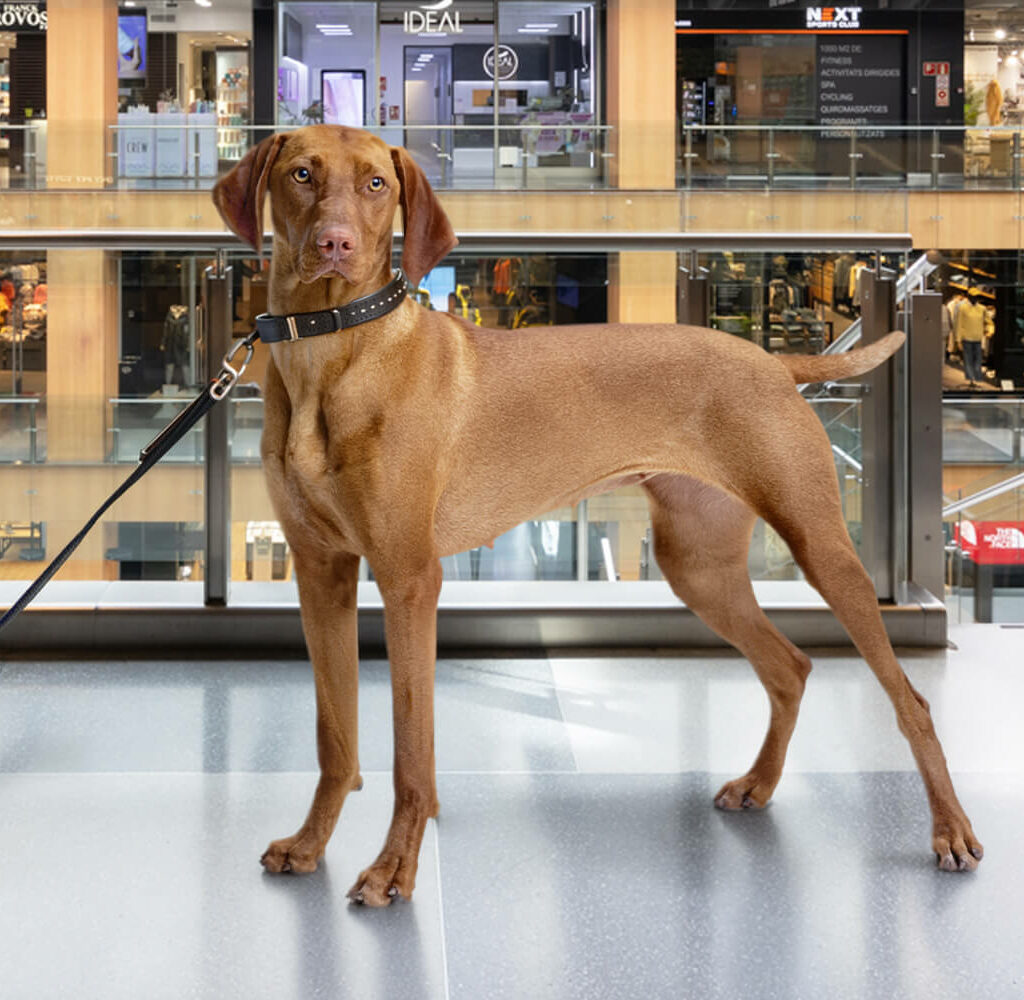 Dogs at illa Carlemany: the pet-friendly shopping mall of Andorra