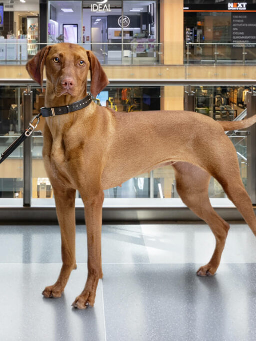 Gossos a illa Carlemany: el centre comercial pet friendly d’Andorra