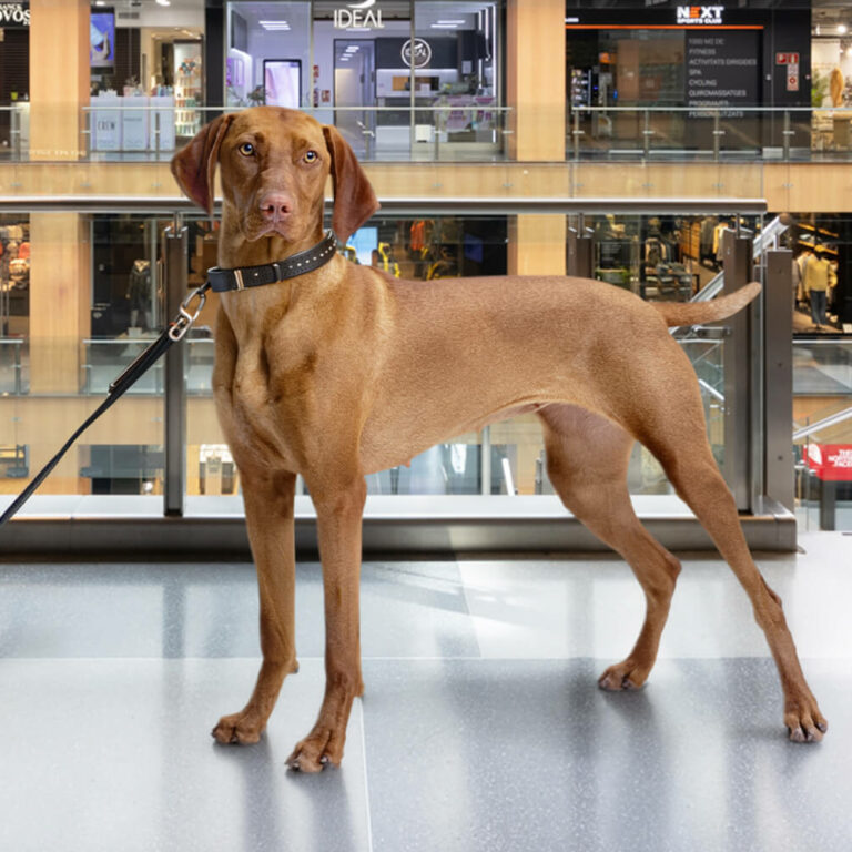 Dogs at illa Carlemany: the pet-friendly shopping mall of Andorra